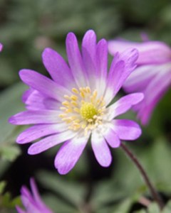 anemone Blanda charmer_0x600.jpg
